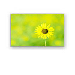 4,0&quot; esposizione industriale HSD040I3N1-B00 HannStar dell'affissione a cristalli liquidi di 320×240 4700cd/M2